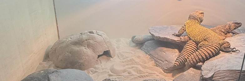 Pair of Moroccan Uromastyx