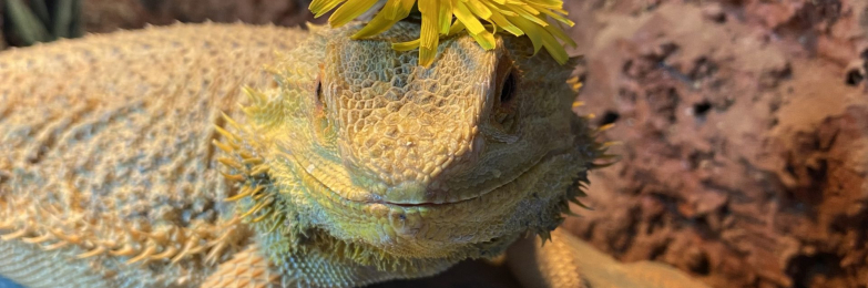 Female bearded dragon – very friendly, chilled out girl
