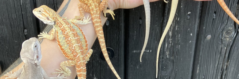 Various Bearded Dragon Morphs
