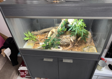 Banana Ball Python