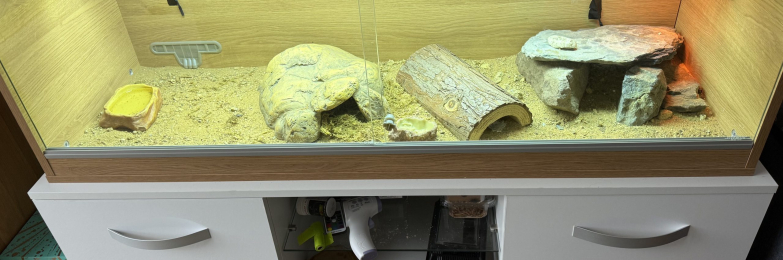 Leopard geckos