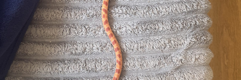 Albino corn snake