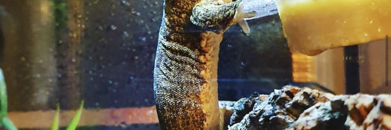 Halhamera gecko