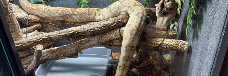 Hog Island Boa and vivarium