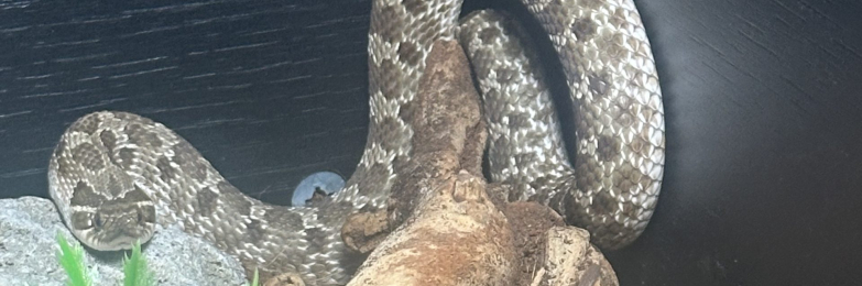 Male Hognose