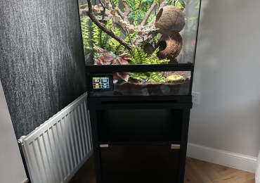 Stunning Gorgoyle Gecko & Full Set Up