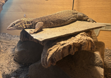 Ackie Monitor Lizard