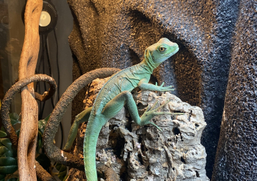 Green Basilisk