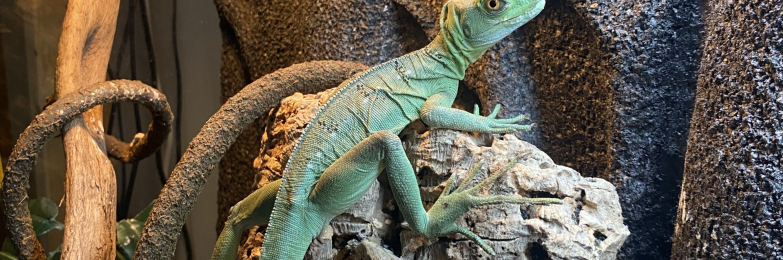 Green Basilisk