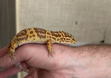 2.5 year old leopard Gecko for sale with full wooden and glass enclosure