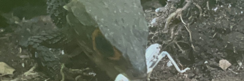 Breeding Pair Red-Eyed Crocodile Skinks