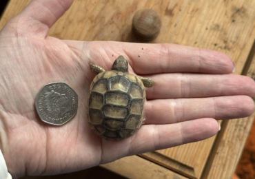 Marginated tortoise 2025 hatchlings for sale