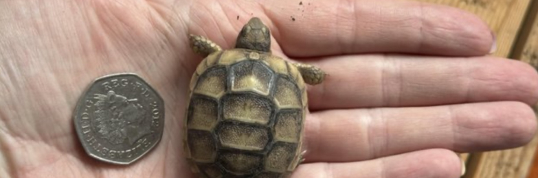 Marginated tortoise 2025 hatchlings for sale
