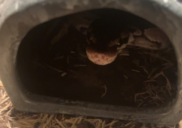 Royal python for sale
