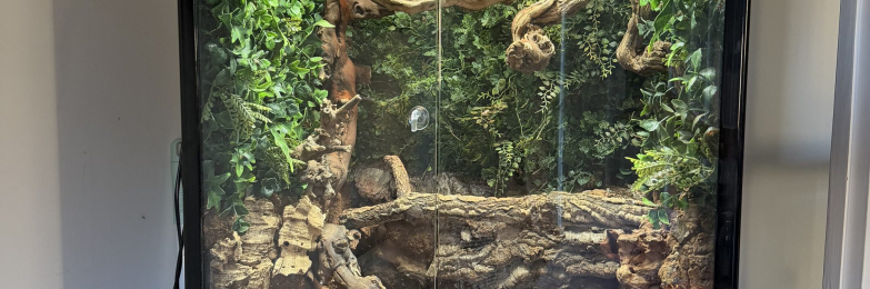 Jungle carpet python