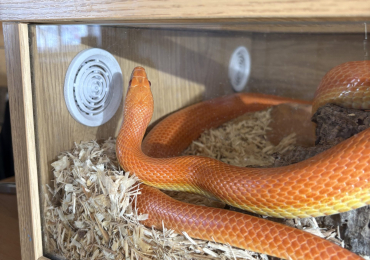 Orange corn snake