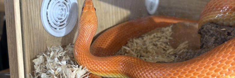 Orange corn snake