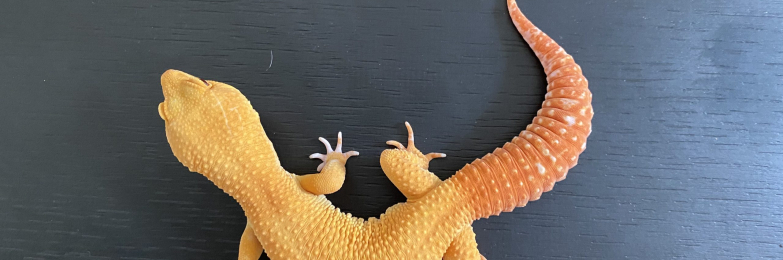 2024 super sonic rainwater male leopard gecko