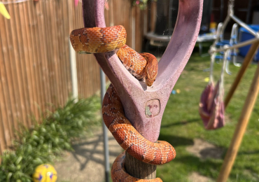 Corn snake and full set up