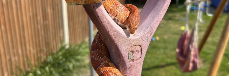 Corn snake and full set up