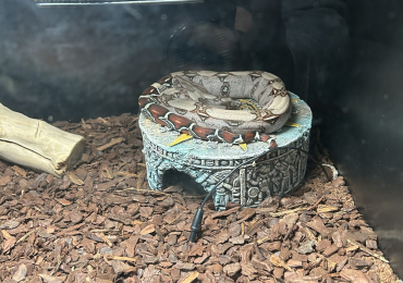 Female Guyana RedTail Boa CB23