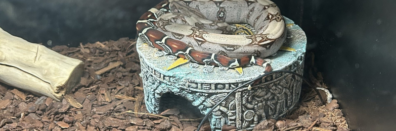 Female Guyana RedTail Boa CB23