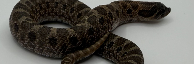 Sable Hognose Hatchlings