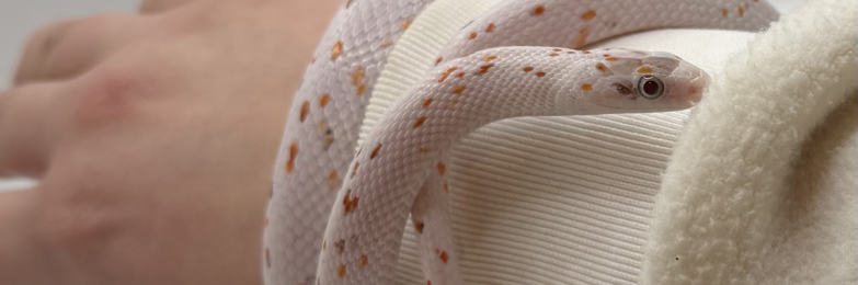 1.1 Palmetto & Toffee Snow Motley Stripe