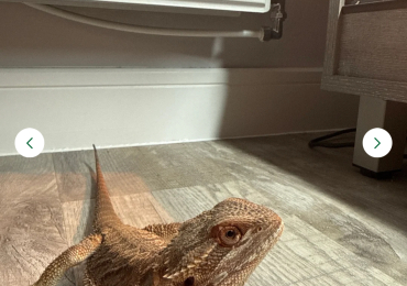 Bearded Dragon & Complete setup