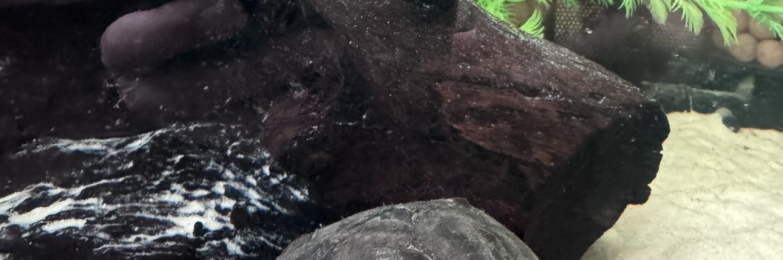 Musk Turtles