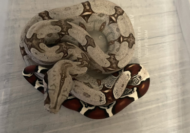 Captive-Bred Suriname Red-Tailed Boas – Now Available