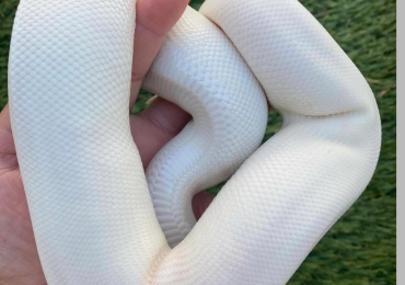 CB25 Piebald and Albino ball pythons