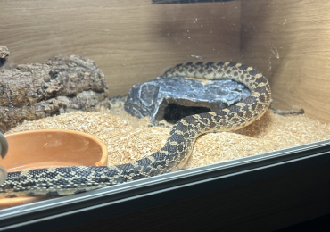 Female Normal BullSnake CB24