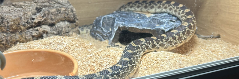 Female Normal BullSnake CB24