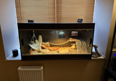 Bearded Dragon & Vivarium For Sale