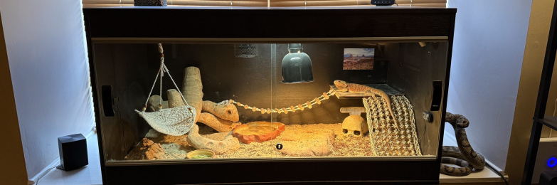 Bearded Dragon & Vivarium For Sale