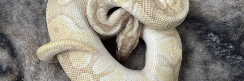 2021 Banana Enchi Butter Pastel Royal Python Male