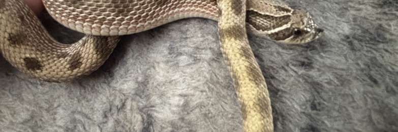 Hognose Snake with full setup