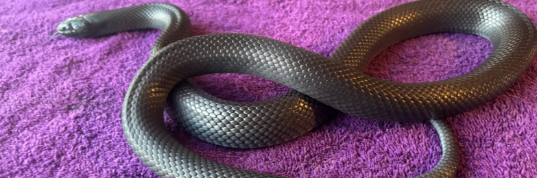 Mexican Black King Snake with full setup up