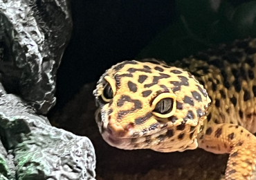 Leopard Gecko