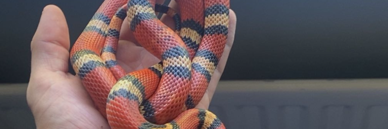 Male Honduran milk snake + Custom enclosure