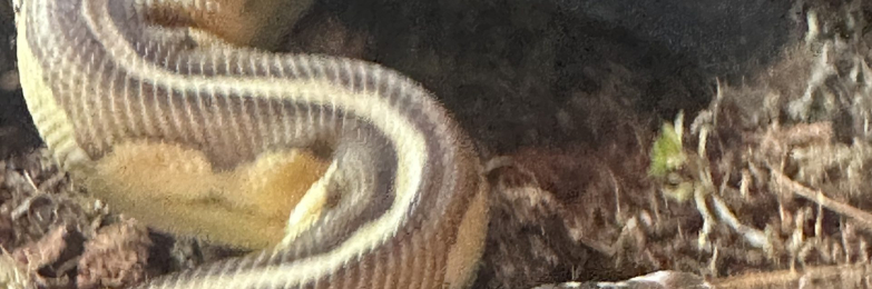 Supper Pastel Butter Female Royal Python