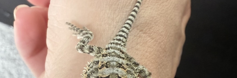 Baby Rankin dragons