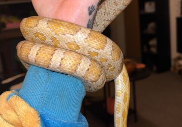 Corn snake