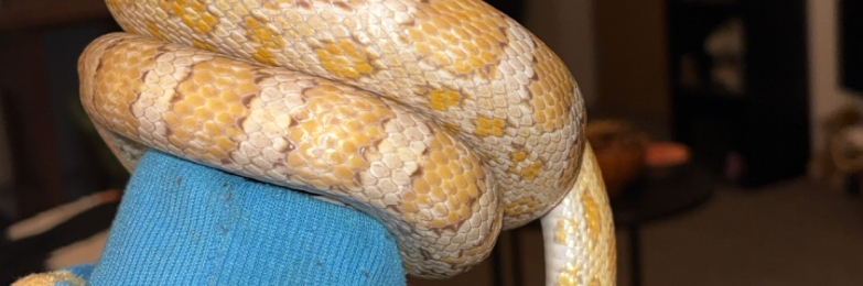 Corn snake