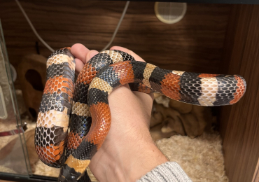 Adult Milk Snake with Vivarium