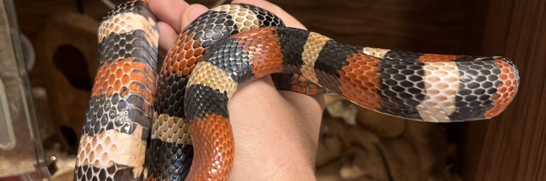 Adult Milk Snake with Vivarium