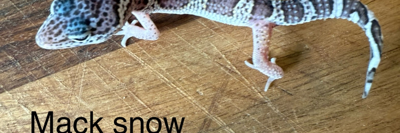Leopard geckos