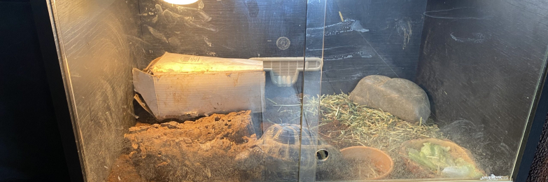 Tortoise and enclosure