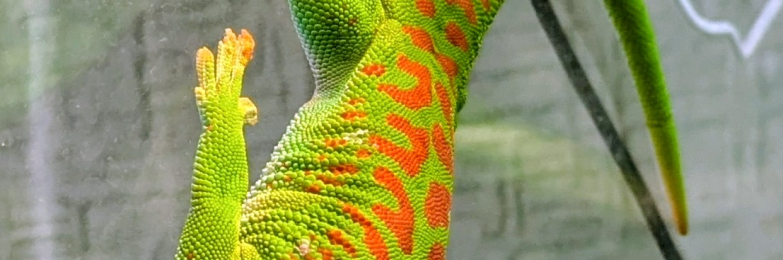 High Red Madagascan Day Gecko